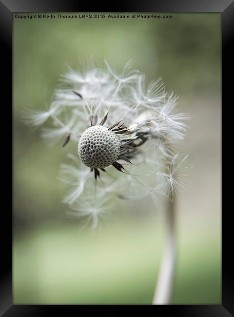 Dandelion Macro Flowers Framed Print by Keith Thorburn EFIAP/b