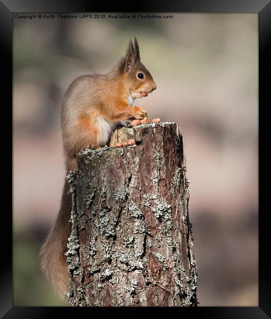 Red Squirrel with nut in mouth Framed Print by Keith Thorburn EFIAP/b