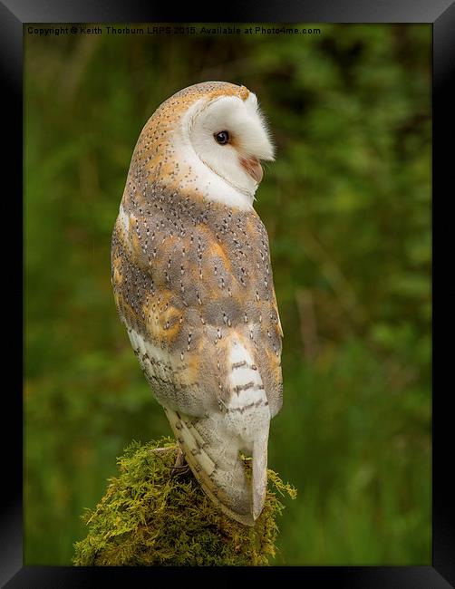  Barn Owl Framed Print by Keith Thorburn EFIAP/b