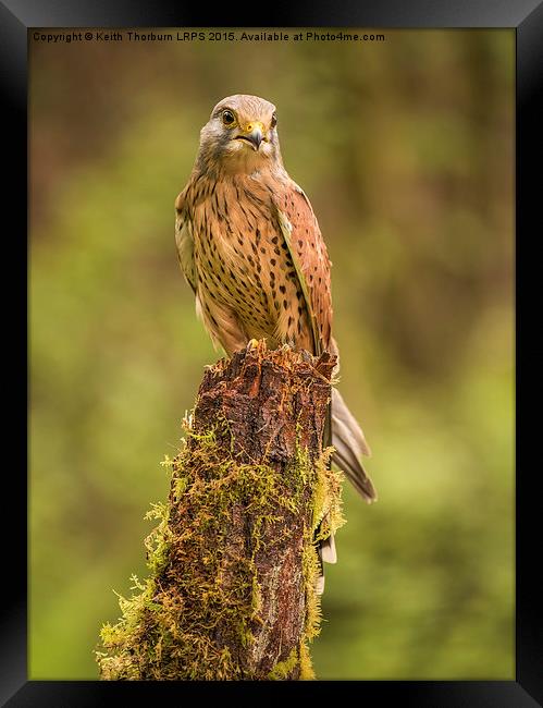 Kestrel Framed Print by Keith Thorburn EFIAP/b