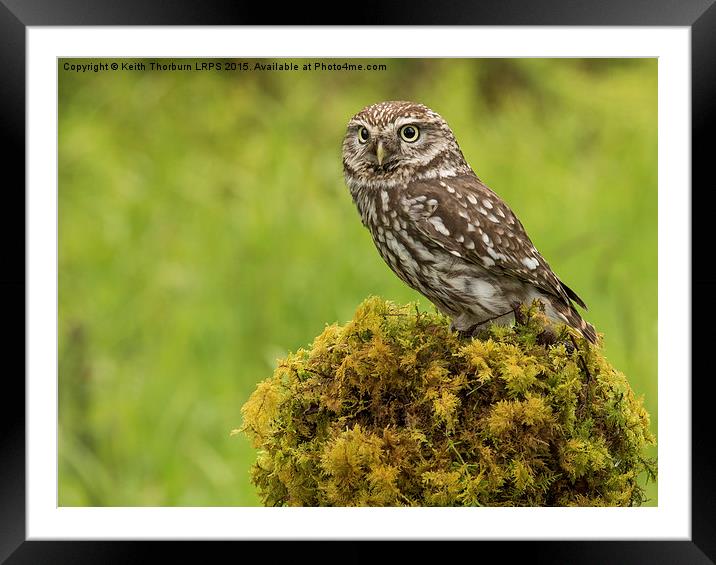 Little Owl Framed Mounted Print by Keith Thorburn EFIAP/b