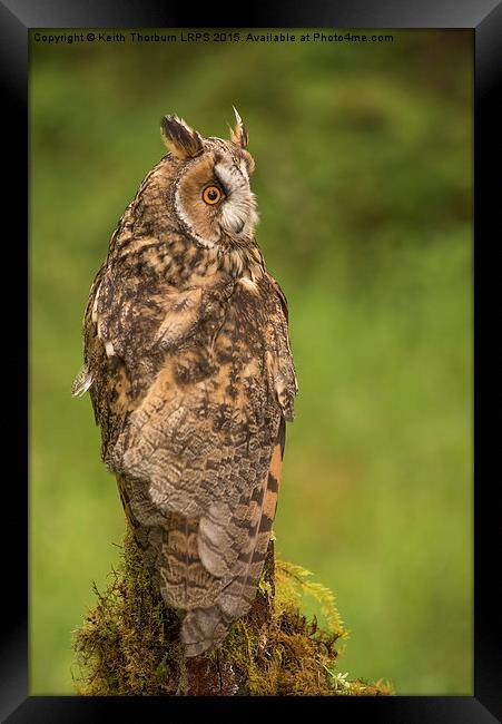 Long Eared Owl Framed Print by Keith Thorburn EFIAP/b