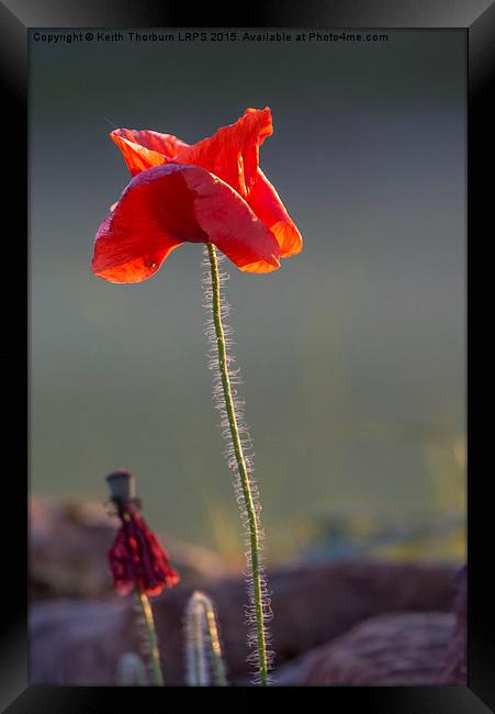 Poppy Framed Print by Keith Thorburn EFIAP/b