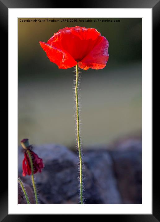 Poppy Framed Mounted Print by Keith Thorburn EFIAP/b