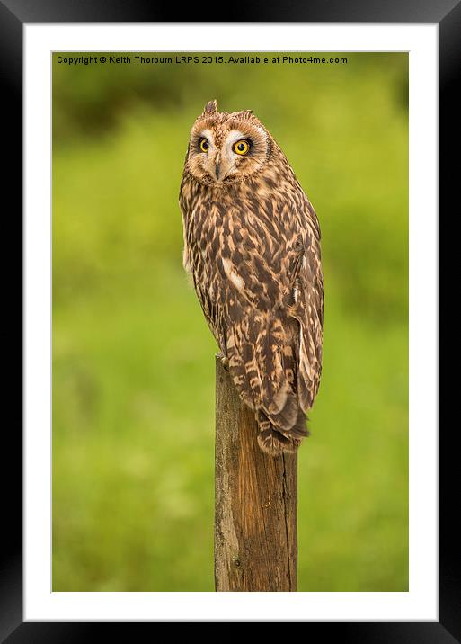 Short Eared Owl Framed Mounted Print by Keith Thorburn EFIAP/b