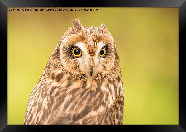Short Eared Owl Framed Print by Keith Thorburn EFIAP/b