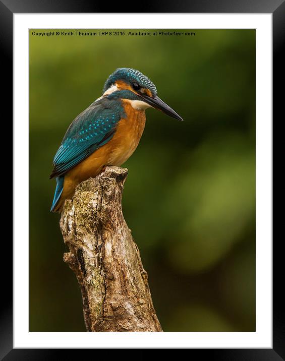 Kingfisher (Alcedo atthis) Framed Mounted Print by Keith Thorburn EFIAP/b