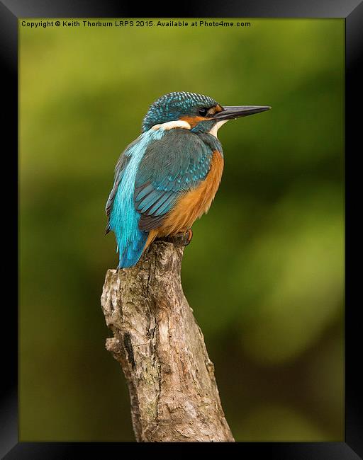 Kingfisher Alcedo atthis Framed Print by Keith Thorburn EFIAP/b