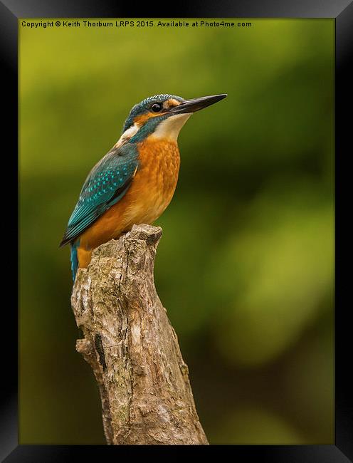 Kingfisher (Alcedo atthis) Framed Print by Keith Thorburn EFIAP/b