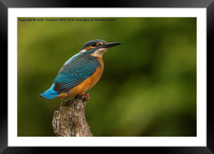 Kingfisher (Alcedo atthis) Framed Mounted Print by Keith Thorburn EFIAP/b