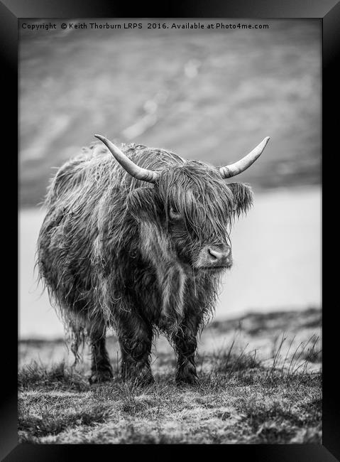 Highland Catle Framed Print by Keith Thorburn EFIAP/b