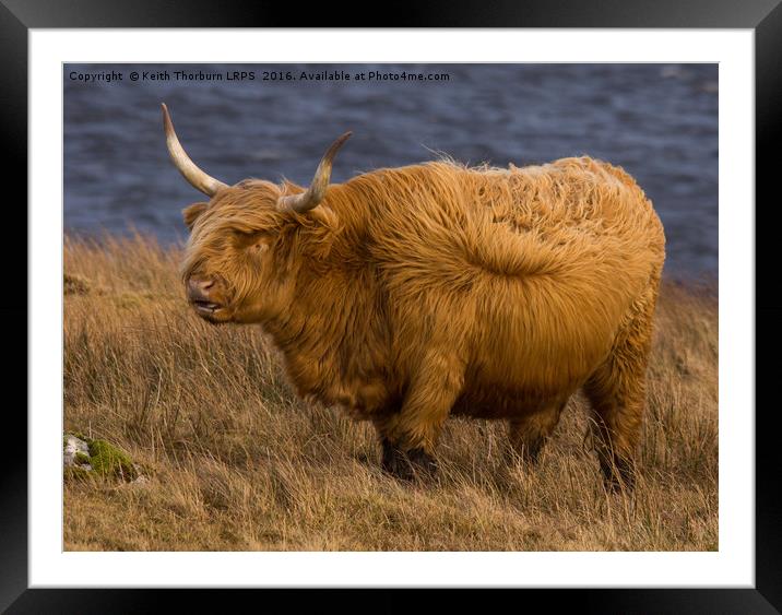 Highland Catle Framed Mounted Print by Keith Thorburn EFIAP/b