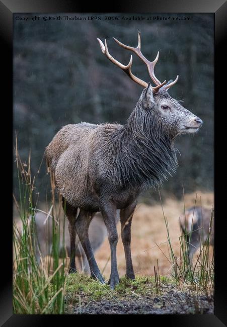 Highland Stag Framed Print by Keith Thorburn EFIAP/b