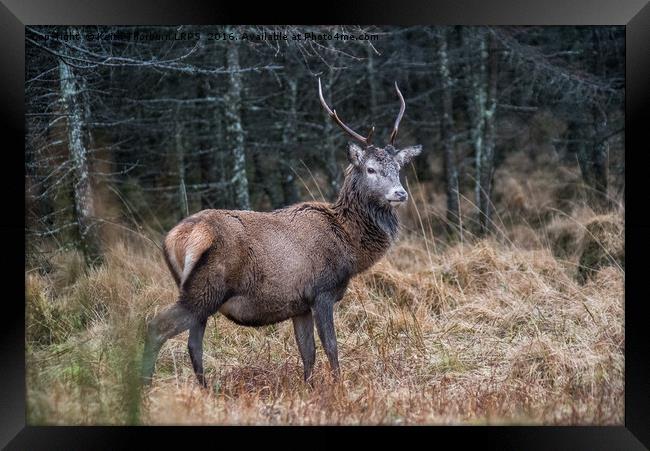 Highland Stag Framed Print by Keith Thorburn EFIAP/b