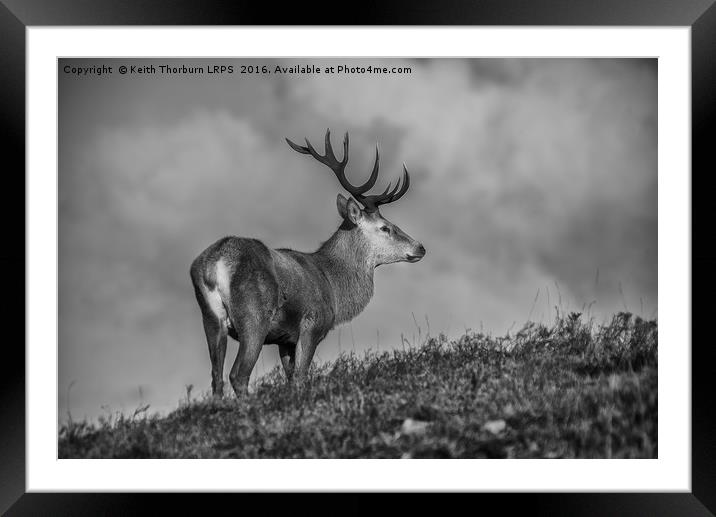 Roe Deer Framed Mounted Print by Keith Thorburn EFIAP/b