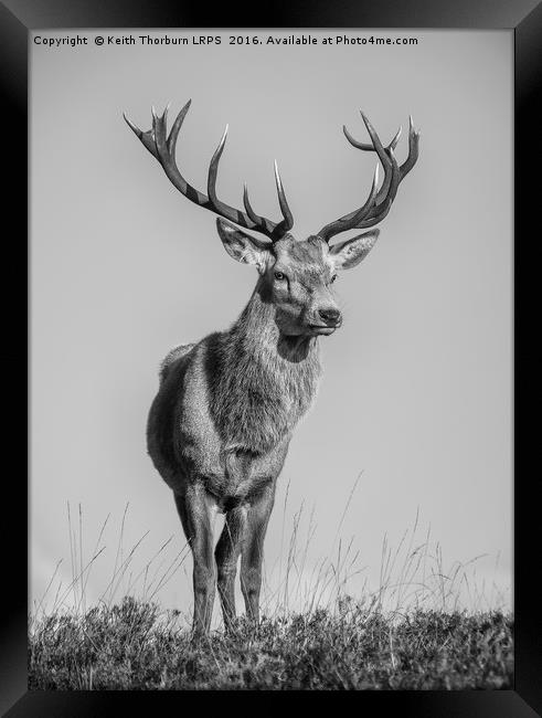 Highland Stag Framed Print by Keith Thorburn EFIAP/b