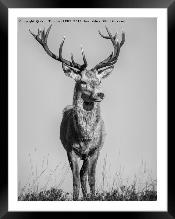 Monarch of the Glen Framed Mounted Print by Keith Thorburn EFIAP/b