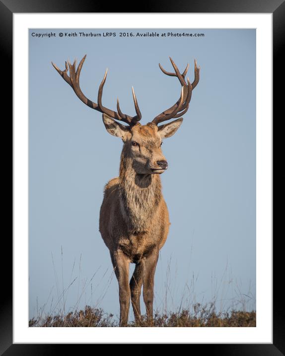 Monarch of the Glen Framed Mounted Print by Keith Thorburn EFIAP/b