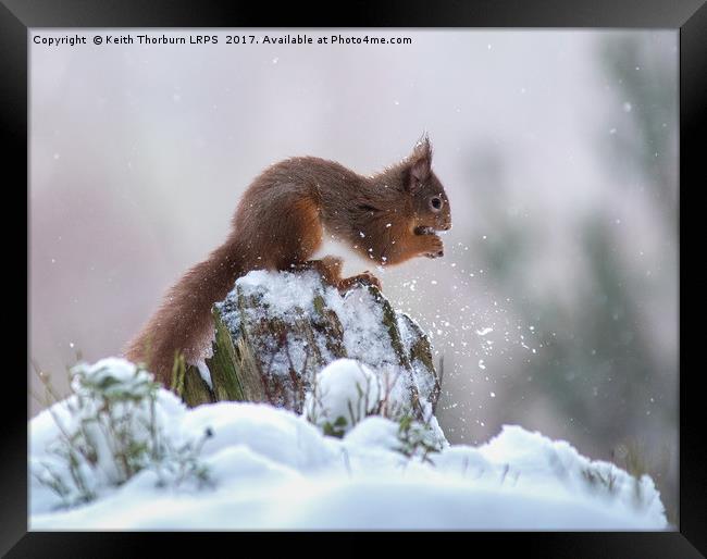 Red Squirrels (Sciurus vulgaris), Framed Print by Keith Thorburn EFIAP/b