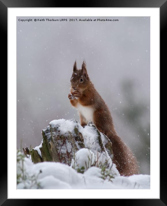 Red Squirrels (Sciurus vulgaris), Framed Mounted Print by Keith Thorburn EFIAP/b