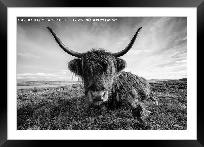 Highland Cow Framed Mounted Print by Keith Thorburn EFIAP/b