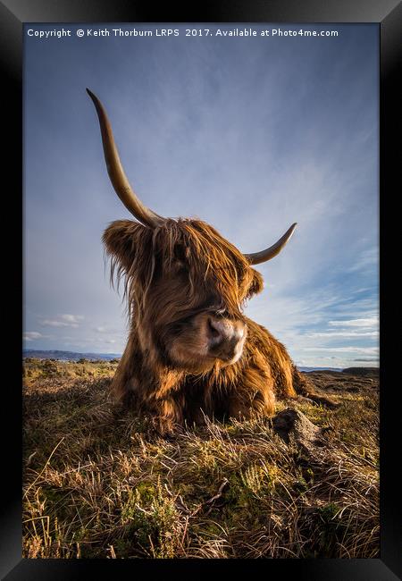 Highland Cow Framed Print by Keith Thorburn EFIAP/b