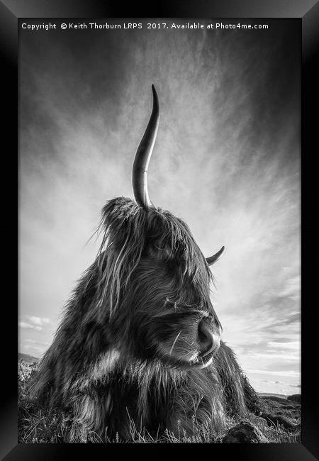 Highland Cow Framed Print by Keith Thorburn EFIAP/b