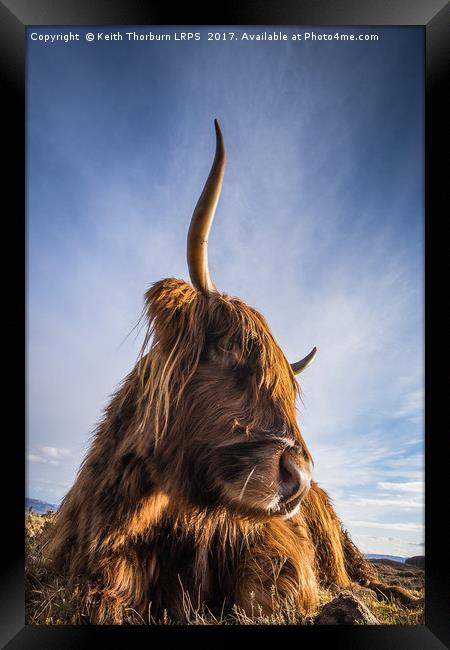 Highland Cow Framed Print by Keith Thorburn EFIAP/b