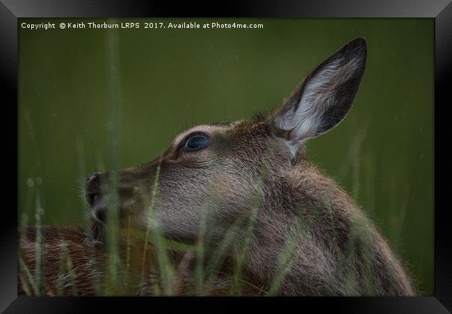 Highland Deer Framed Print by Keith Thorburn EFIAP/b