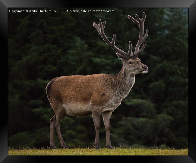 Highland Deer Framed Print by Keith Thorburn EFIAP/b