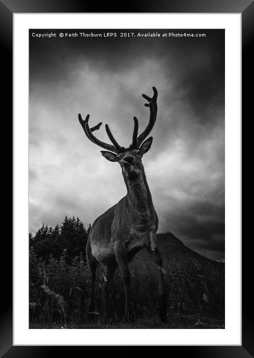 Scottish Highland Stag Framed Mounted Print by Keith Thorburn EFIAP/b