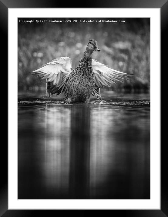 Mallard Framed Mounted Print by Keith Thorburn EFIAP/b