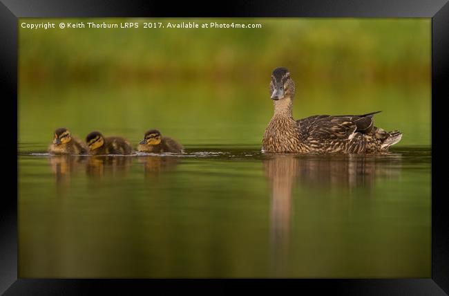 Mallard Framed Print by Keith Thorburn EFIAP/b