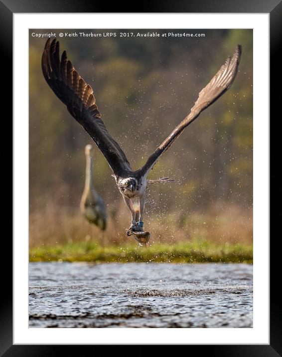 Osprey with Fish Framed Mounted Print by Keith Thorburn EFIAP/b