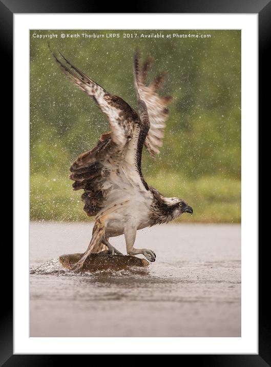 Osprey Framed Mounted Print by Keith Thorburn EFIAP/b