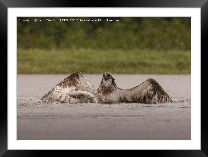 Osprey and Trout Framed Mounted Print by Keith Thorburn EFIAP/b
