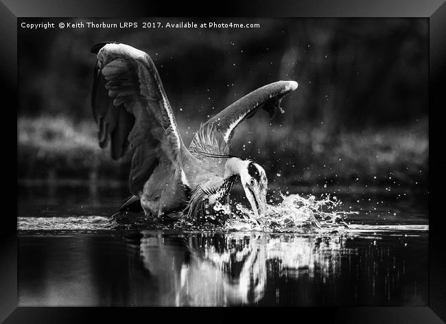 Grey Heron Trout Fishing Framed Print by Keith Thorburn EFIAP/b