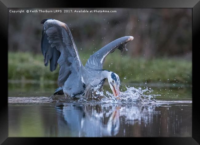 Grey Heron Trout Fishing Framed Print by Keith Thorburn EFIAP/b