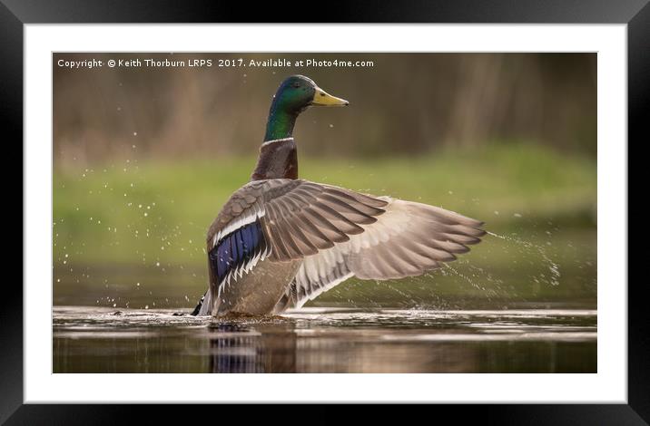 Mallard in Pond Framed Mounted Print by Keith Thorburn EFIAP/b