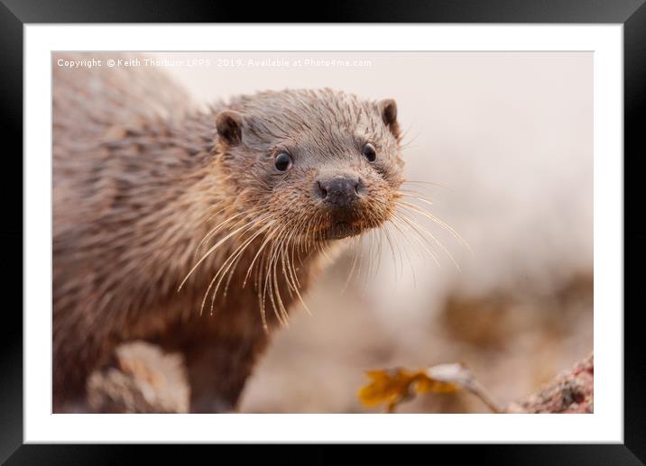 Otter Framed Mounted Print by Keith Thorburn EFIAP/b