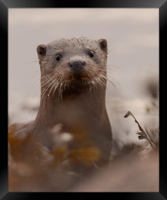 Otter Framed Print by Keith Thorburn EFIAP/b