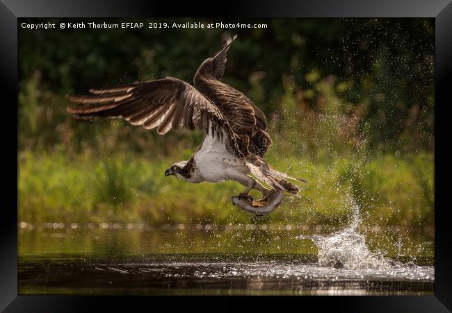 Osprey and Trout Framed Print by Keith Thorburn EFIAP/b