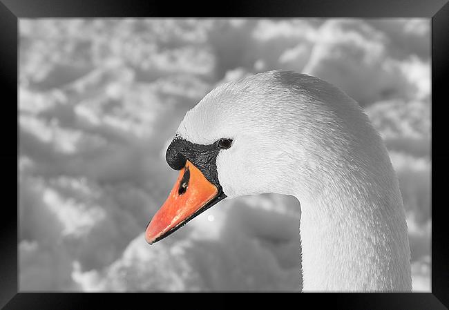 Mute Swan Framed Print by Keith Thorburn EFIAP/b