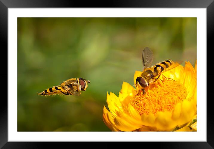 Hover Fly Framed Mounted Print by Keith Thorburn EFIAP/b