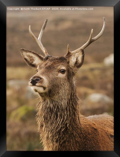 Red Deer Framed Print by Keith Thorburn EFIAP/b