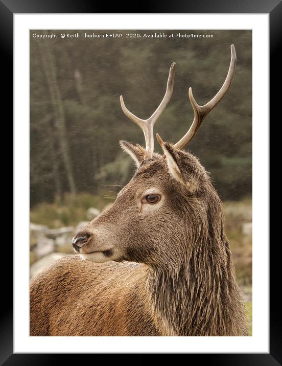 Young Buck Framed Mounted Print by Keith Thorburn EFIAP/b