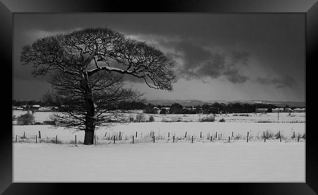 Tree in the snow Framed Print by Keith Thorburn EFIAP/b