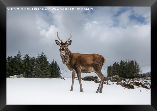 Red Deer Portrait Framed Print by Keith Thorburn EFIAP/b
