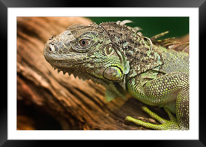 Green Iguana Framed Mounted Print by Keith Thorburn EFIAP/b