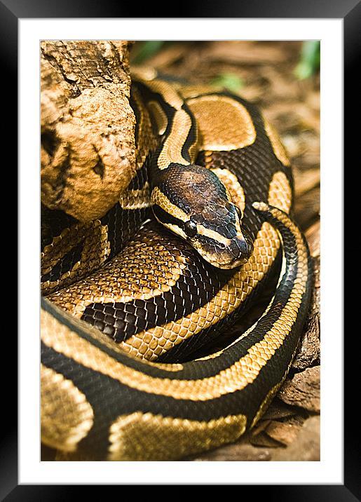 Ball Python Snake Framed Mounted Print by Keith Thorburn EFIAP/b
